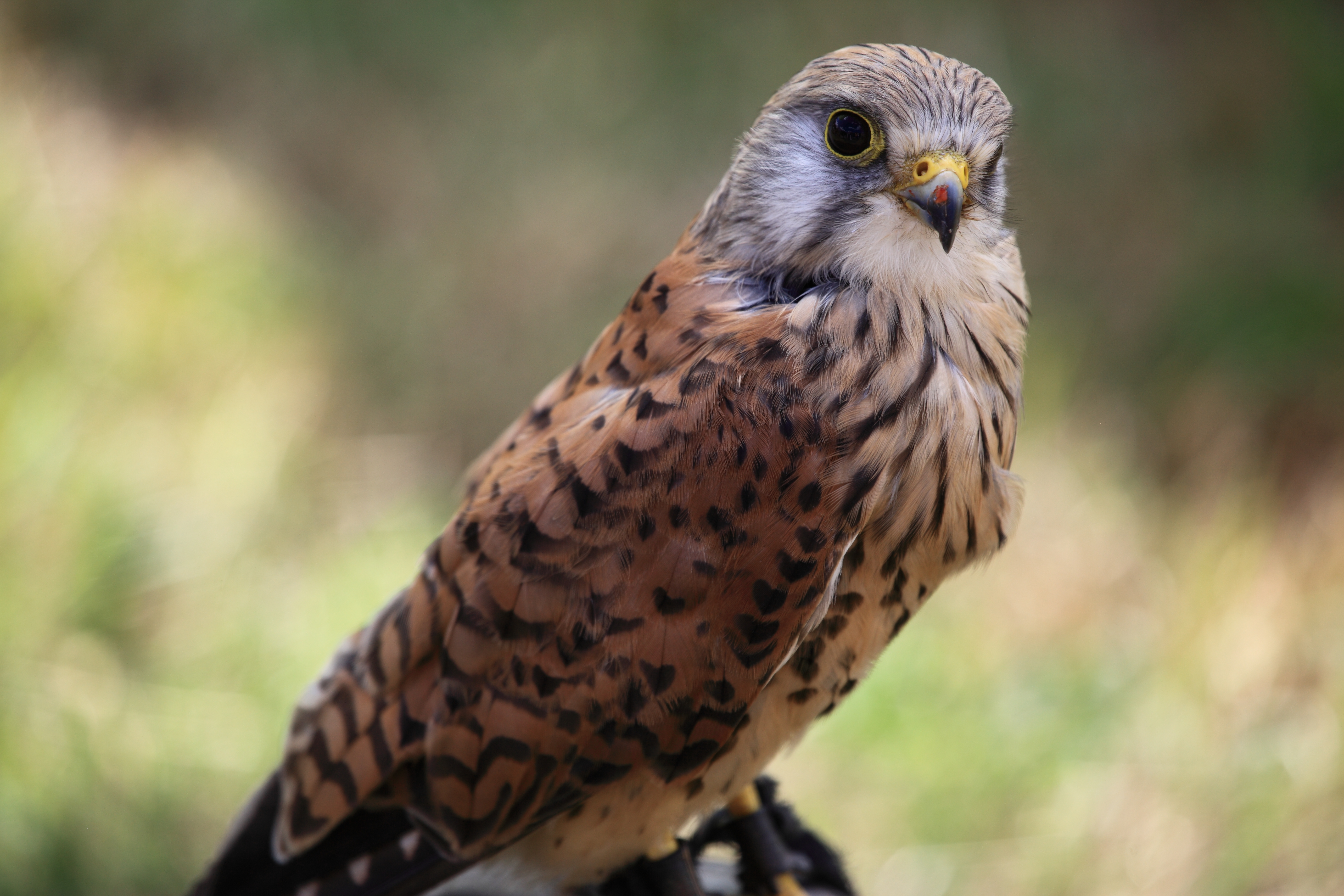 Bird of prey at Painshill Park Copyright Chris Bushe