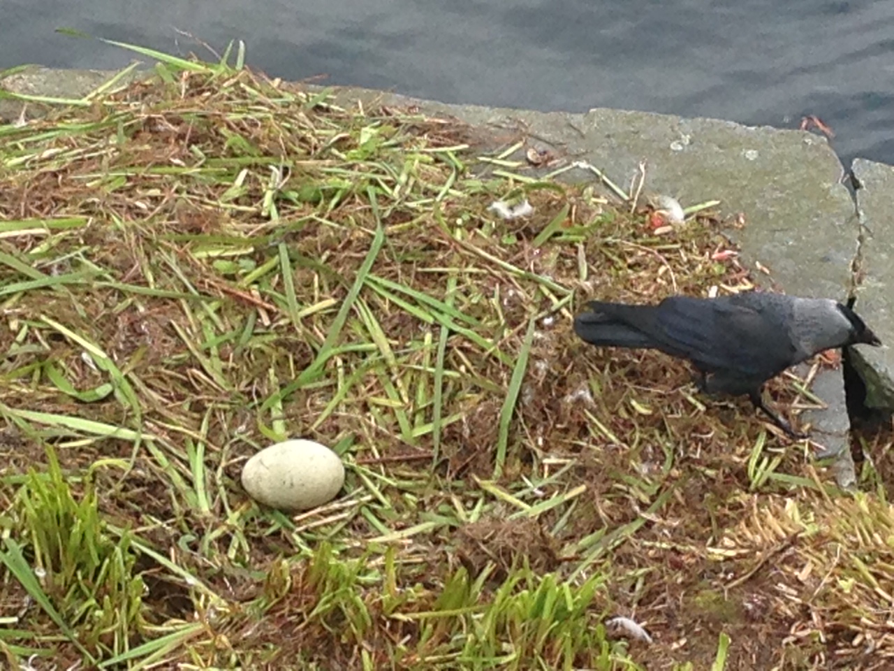 Swan egg by the lake