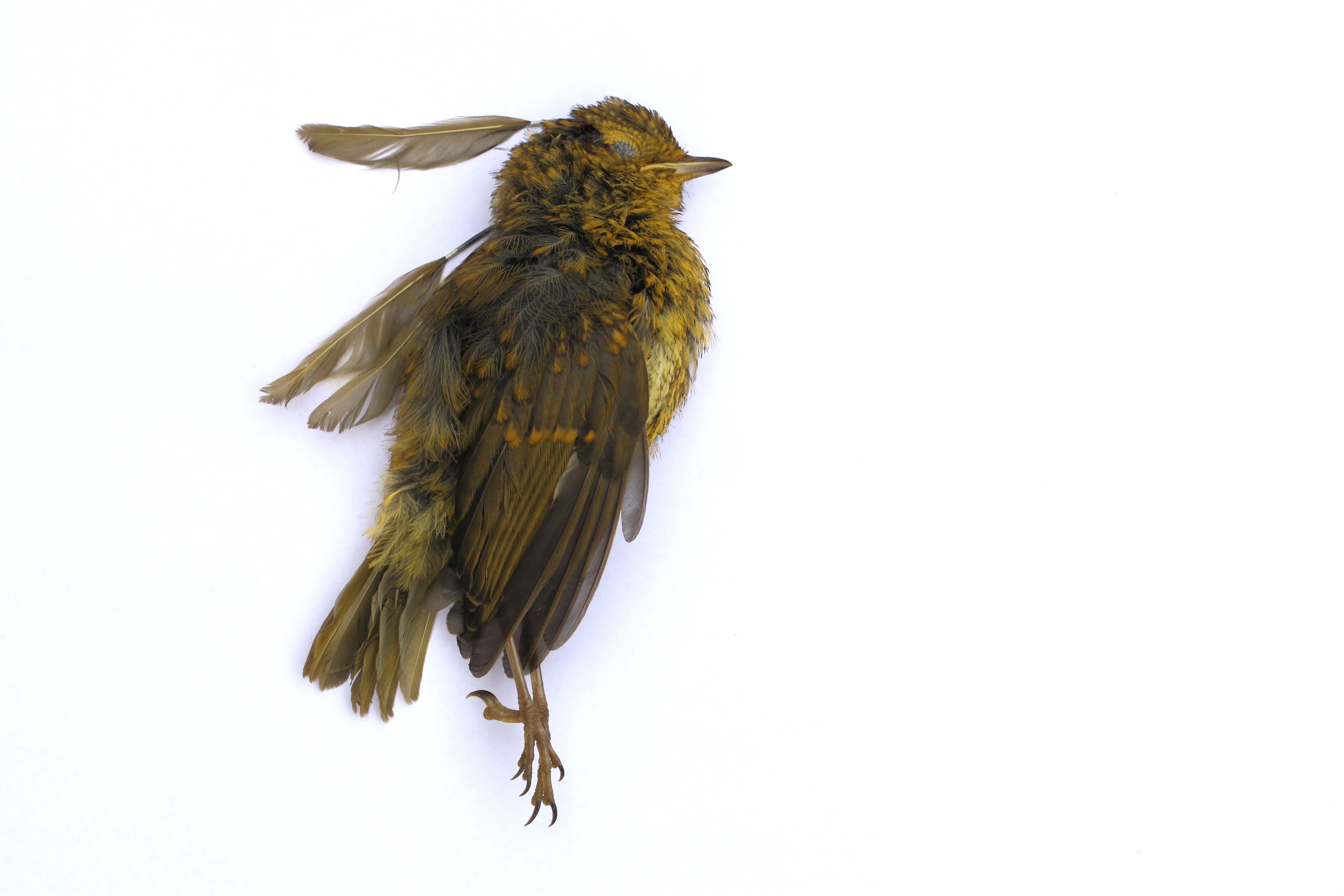 The Dignified Dead Bird Copyright Chris Bushe