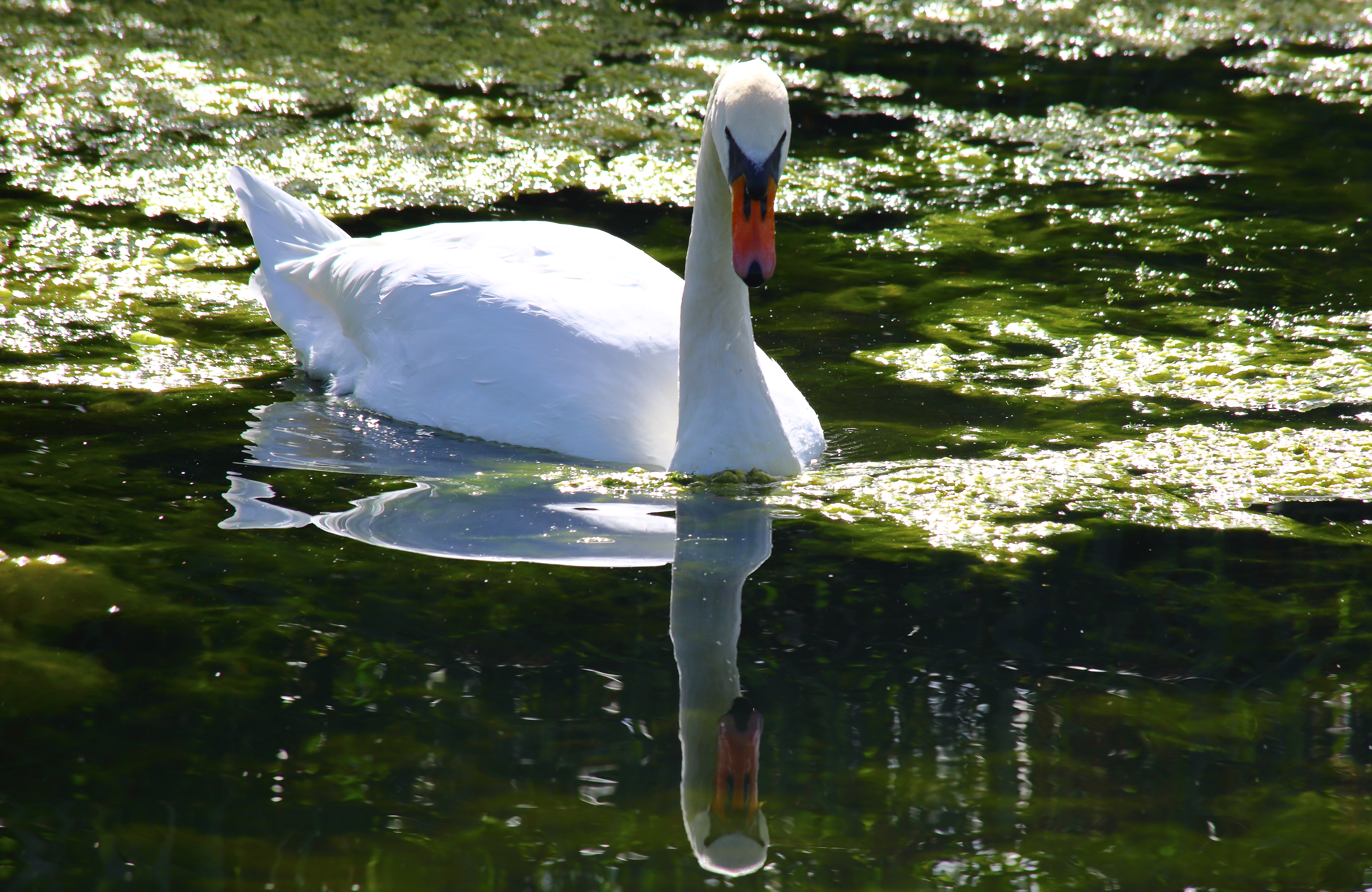 Swan at Painshill Park. Copyright Chris Bushe 2015