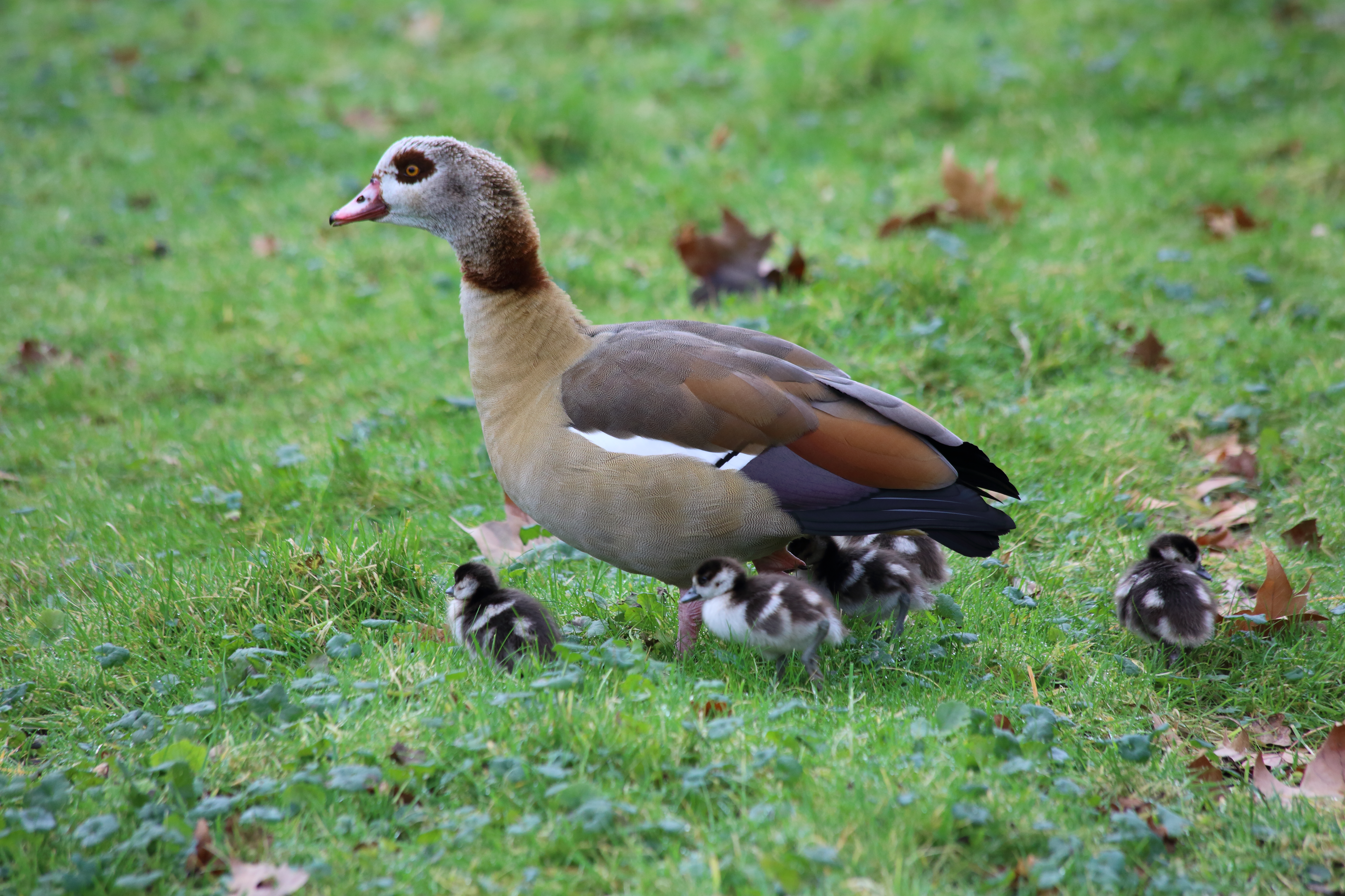 Egyptian Goose and Goslings .Painshill Park in Cobham. Copyright Chris Bushe 2016